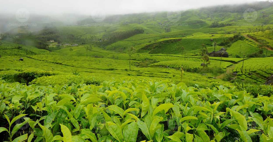 From about 132 km onwards, riders get to check out various spice plantations of the Idukki district. Photo: Manorama