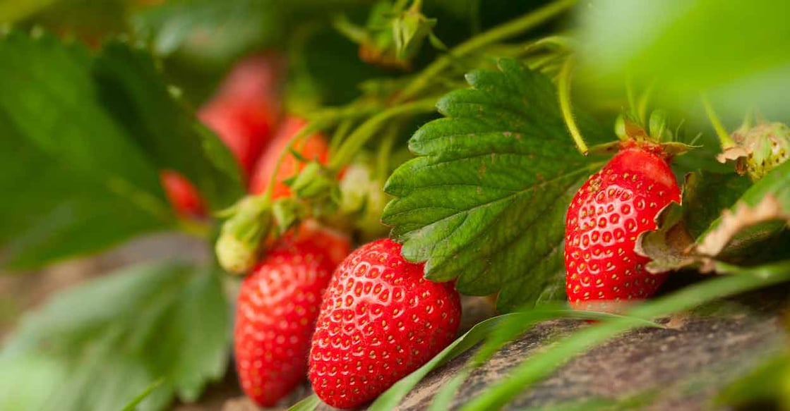 The strawberry farm is located 1.5 kilometres from Munnar town along the Silent Valley Road. Photo: iStock/firemanYU
