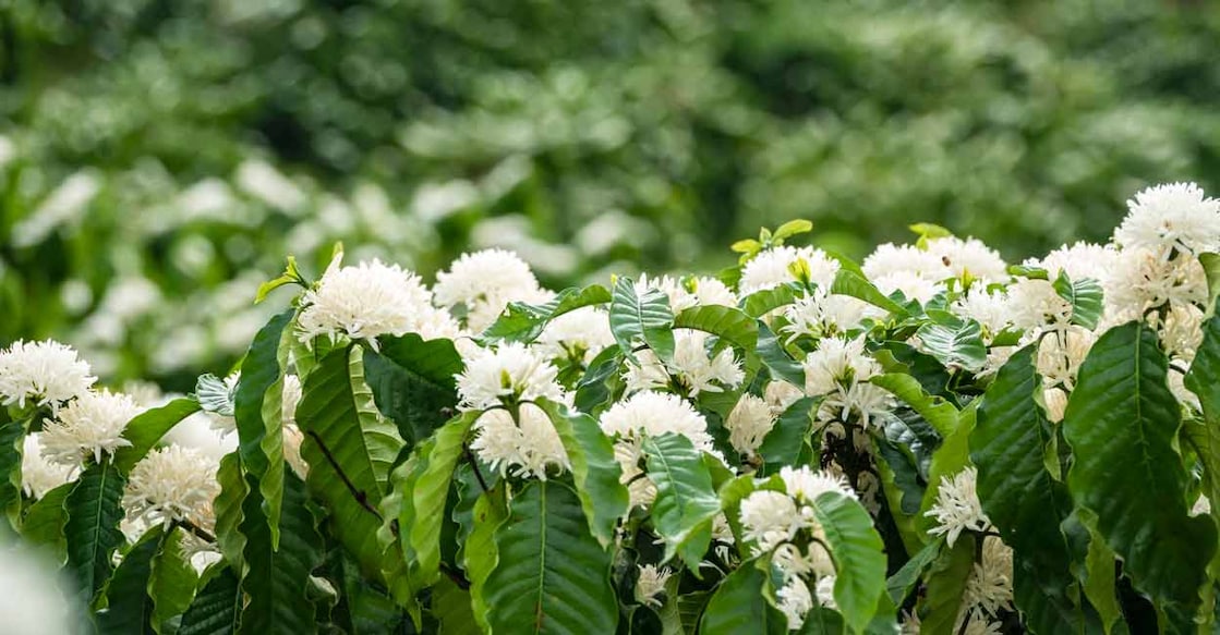 Travelling along highways and interior roads alike, visitors can witness the beautiful flowers with their unique aroma blooming everywhere. Photo: iStock/aedkais
