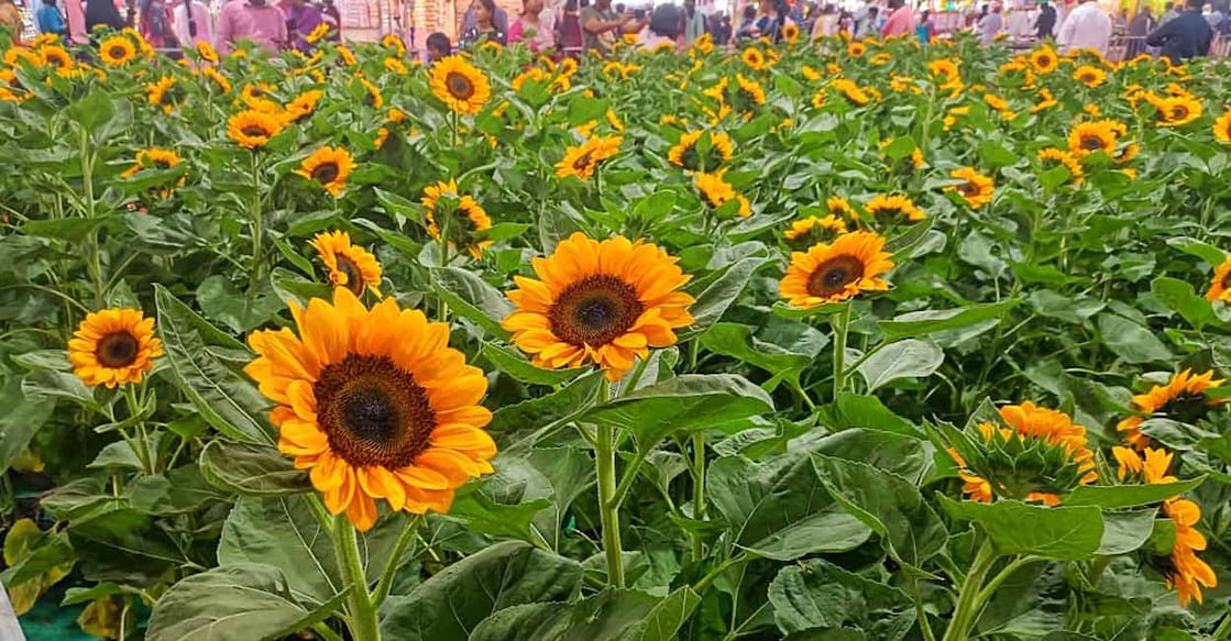 The flower show's venue is open from 10 am to 10 pm. Photo: Special Arrangement