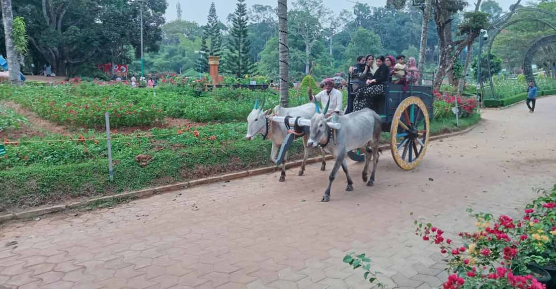 A bullock cart ride costs ₹20. Photo: Special Arrangement