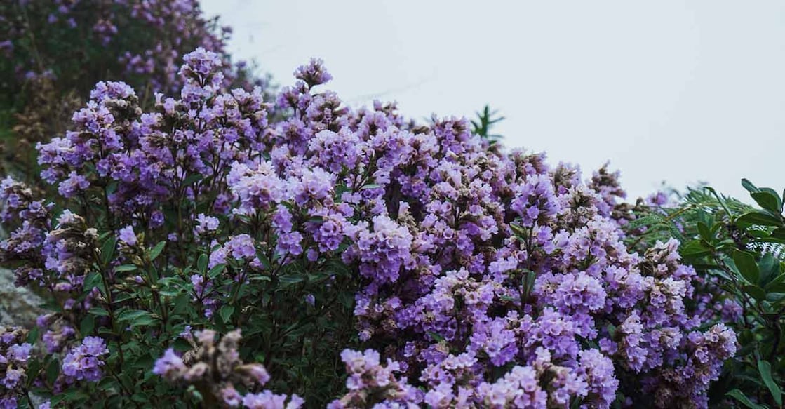 Neelakurinji flowers. Photo: iStock/Noel Prashanth