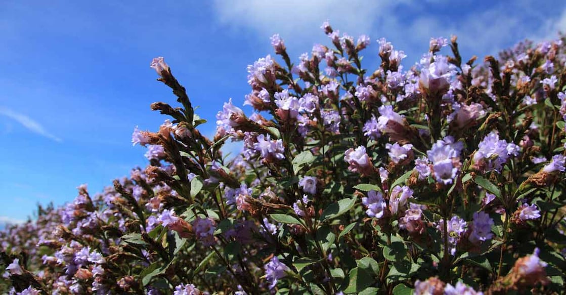 Most of the kurinji plants in Chokramudi have already started blooming. Photo: iStock/ajijchan