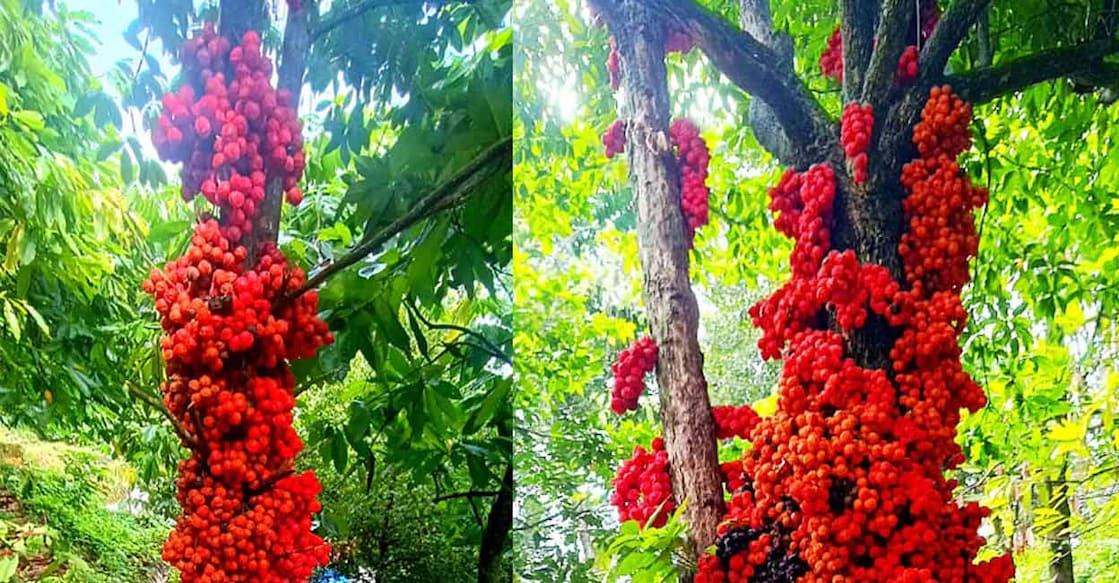 muttipazham1