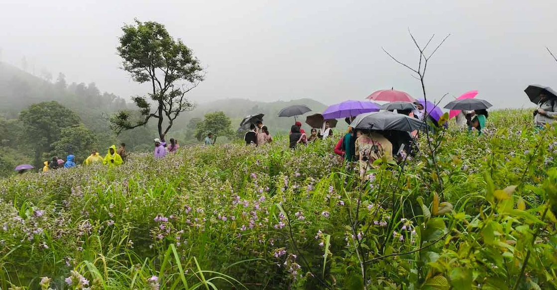 wayanad-neelakurinji1