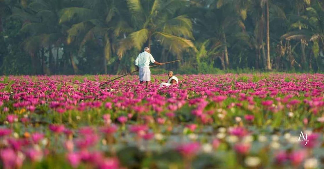 Water lilies at the Valekadavu field in Kottayam's Pallam. Photo: Special Arrangement