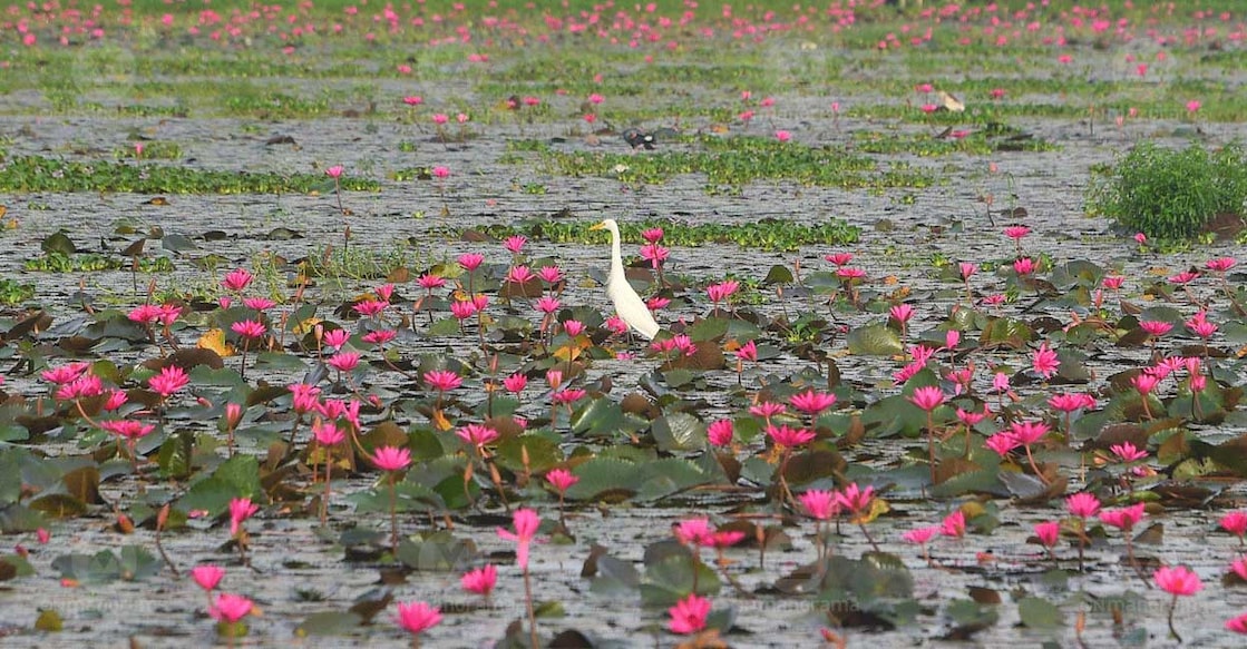 Water lilies at Malarikkal. Photo: Jithin Joel Haarim/Manoram