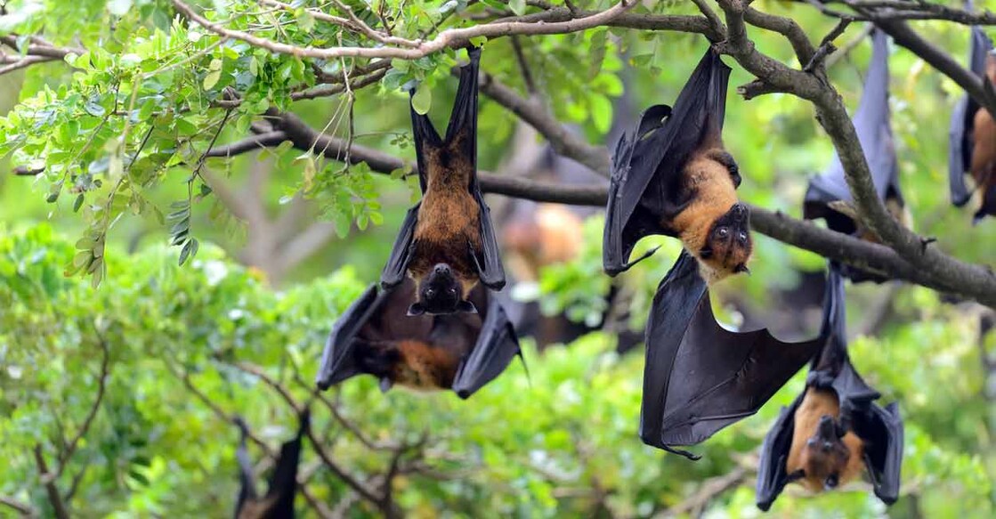 Hundreds of fruit bats roost in an ancient, sprawling banyan tree in the Perambur village. Photo: iStock