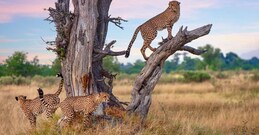 International Cheetah Day: Where to see the big cat in India?