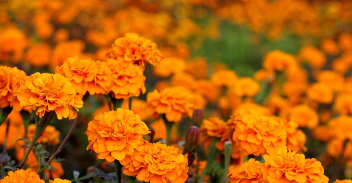 Gundlupet has more marigolds than sunflowers this season. Photo: iStock/pixelfusion3d
