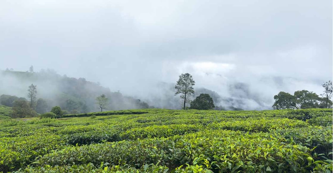 With vast expanses of lush green plantations blending seamlessly with nature, the Valparai landscape feels as ethereal as a painting. Photo: iStock/Manivannan Thirugnanasambandam