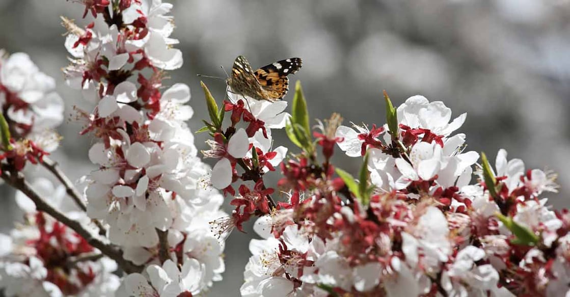 This year's Ladakh Apricot Blossom Festival is from April 8 to 16. Photo: Shutterstock/Vladimir Melnik