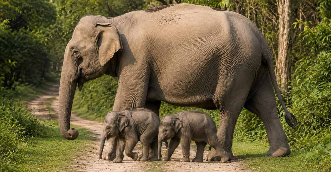  The twins were first spotted by wildlife enthusiast Sanjay Chhimwal, who said they appeared safe with their mother. AI Generated representative image