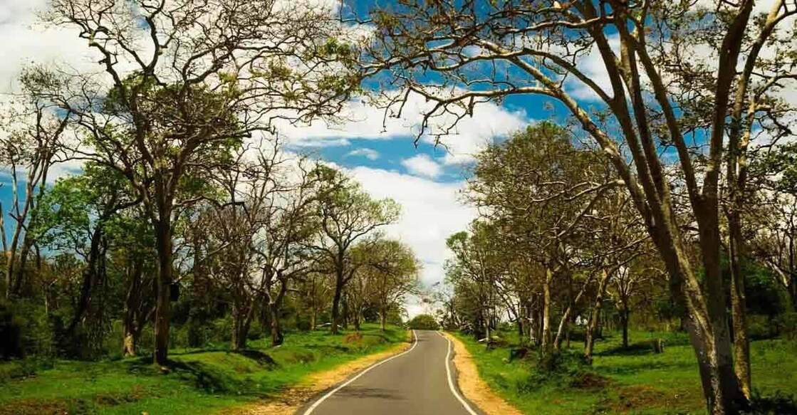 The viral Masinagudi route. Photo: Special Arrangement