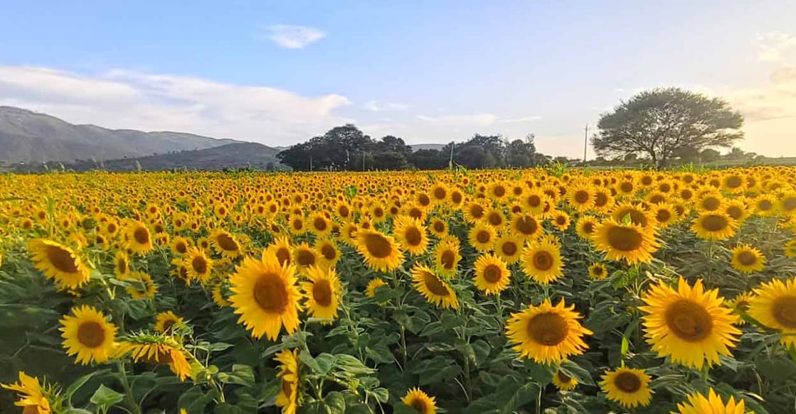 Sunflower farms in Gundlupet: Photo: Madhu Natesh
