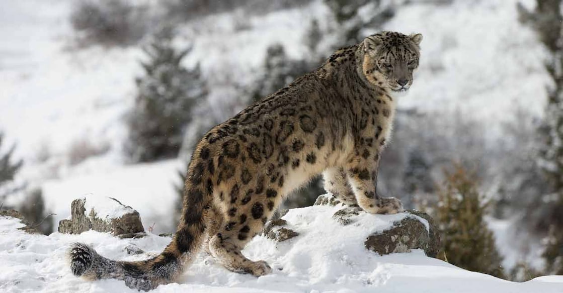 The snow leopard sighting season runs from November to March. Photo: Shutterstock/Camera man 09