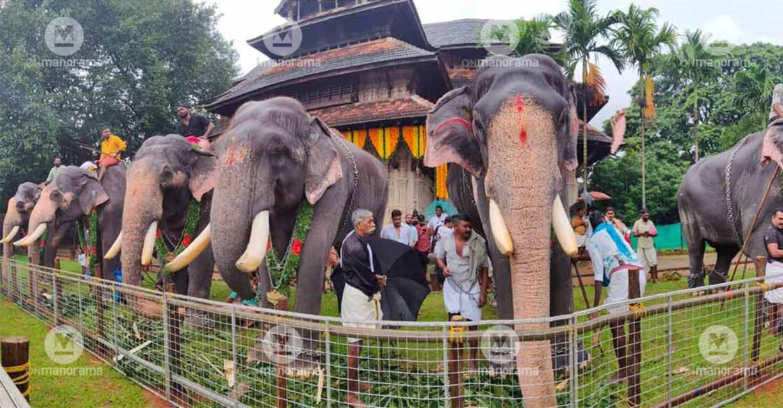 63 jumbos, including nine females, took part in the anayoottu ceremony. Photo: Josemon varghese/Manorama