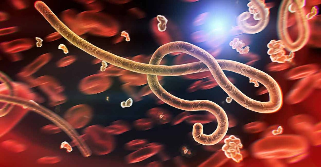 Ebola is a severe, highly fatal illness. Photo: Shutterstock/Monika Wisniewska