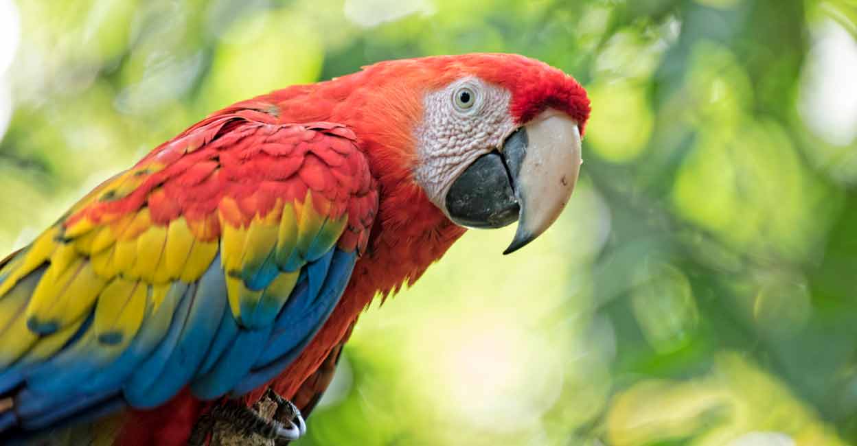 Head to Kottayam's Nagambadom for an exotic pet show: Timings, details