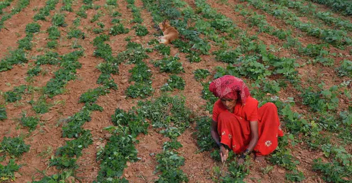 Wheat is the main rabi (winter) crop, along with gram, masur and rapeseed/mustard. Representational Photo: AFP