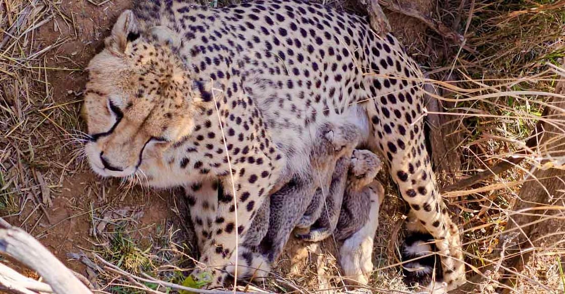 Namibian cheetah Jwala gave birth to five cubs at Madhya Pradesh’s Kuno National Park. Photo: X / @byadavbjp