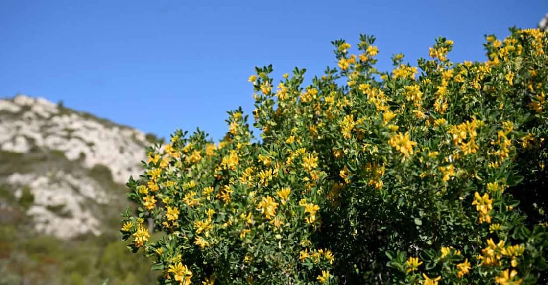 An expert committee has been mandated to prepare a list of invasive alien species based on state-wise inputs. Photo: AFP