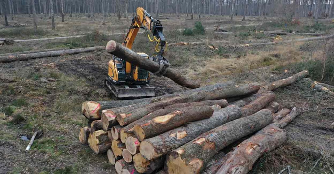 Wood and wood product manufacturing remains the largest source of employment, followed by forestry and logging. Photo: AFP