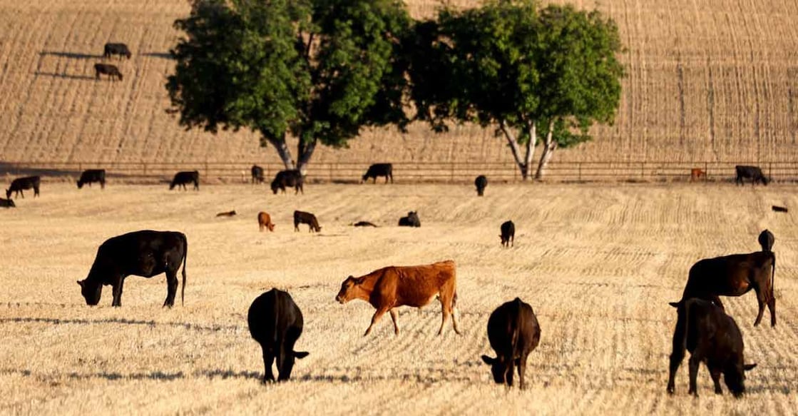 Extreme heat reduces dairy yields as well as fat and protein content. Representational Photo: AFP