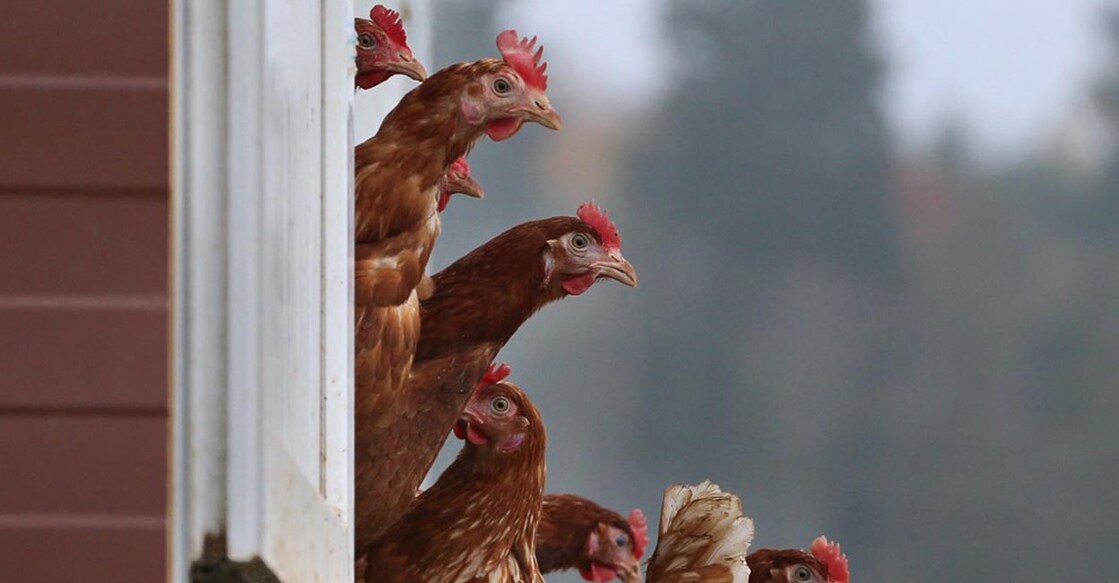 Newcastle disease (ND) is caused by specified viruses of the avian paramyxovirus type (APMV-I) of the family Paramyxoviridae. Photo: AFP