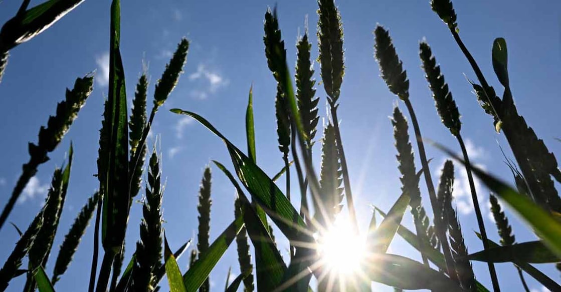 Plant health is the foundation of life and of food security. Representational Photo: AFP