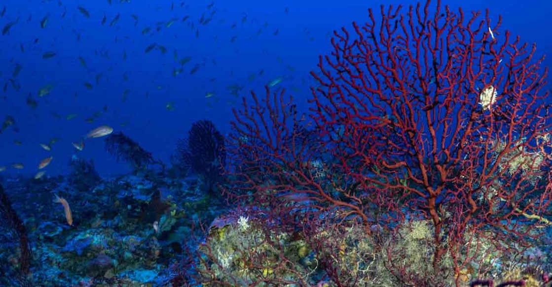 Biological diversity resources are the pillars upon which we build civilisations. Representational Photo: AFP