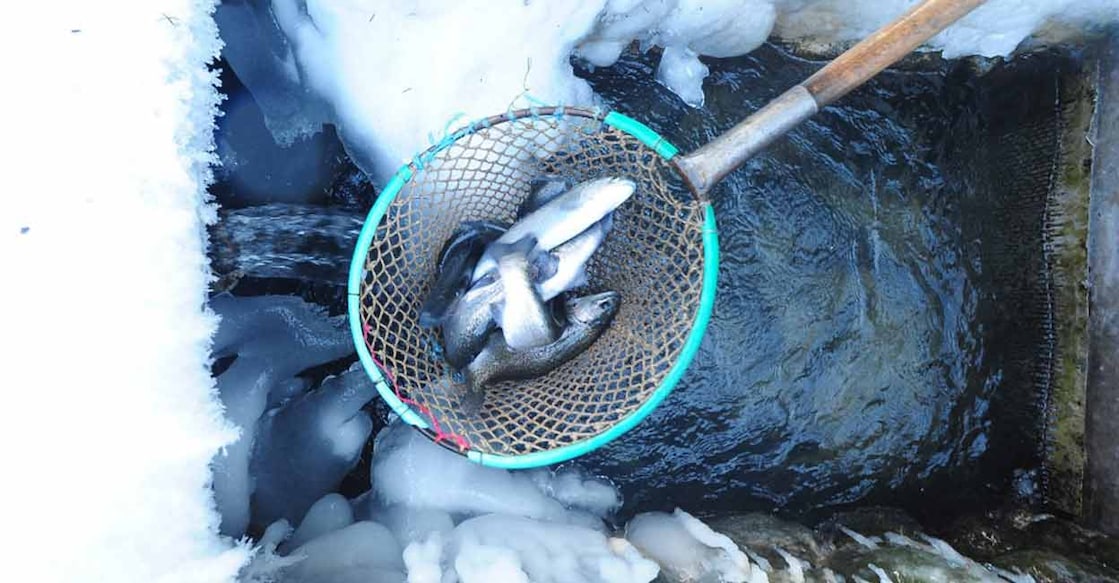 Once limited to traditional fishing in Himalayan streams, the sector has evolved into a modern aquaculture ecosystem. Representational Photo: AFP