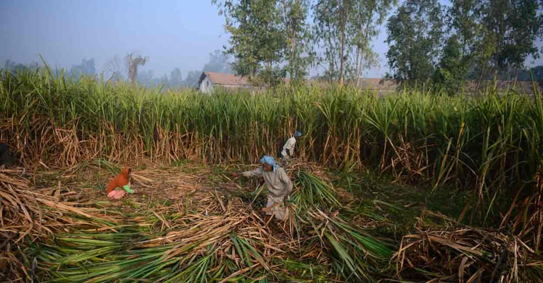 FRP is the minimum price that mills have to pay to sugarcane growers. Representational Photo: AFP