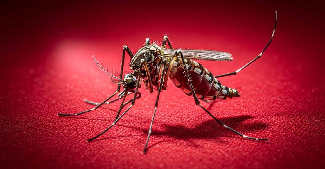 Dengue is a mosquito-borne viral infection, found in tropical and sub-tropical climates worldwide. Image: Manorama AI