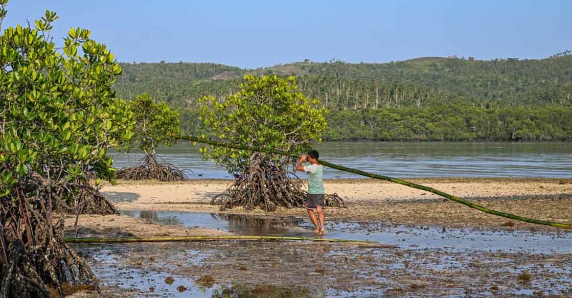 Mangrove forests represent unique ecosystems along tropical and subtropical coastlines and estuaries. Representational Photo: AFP