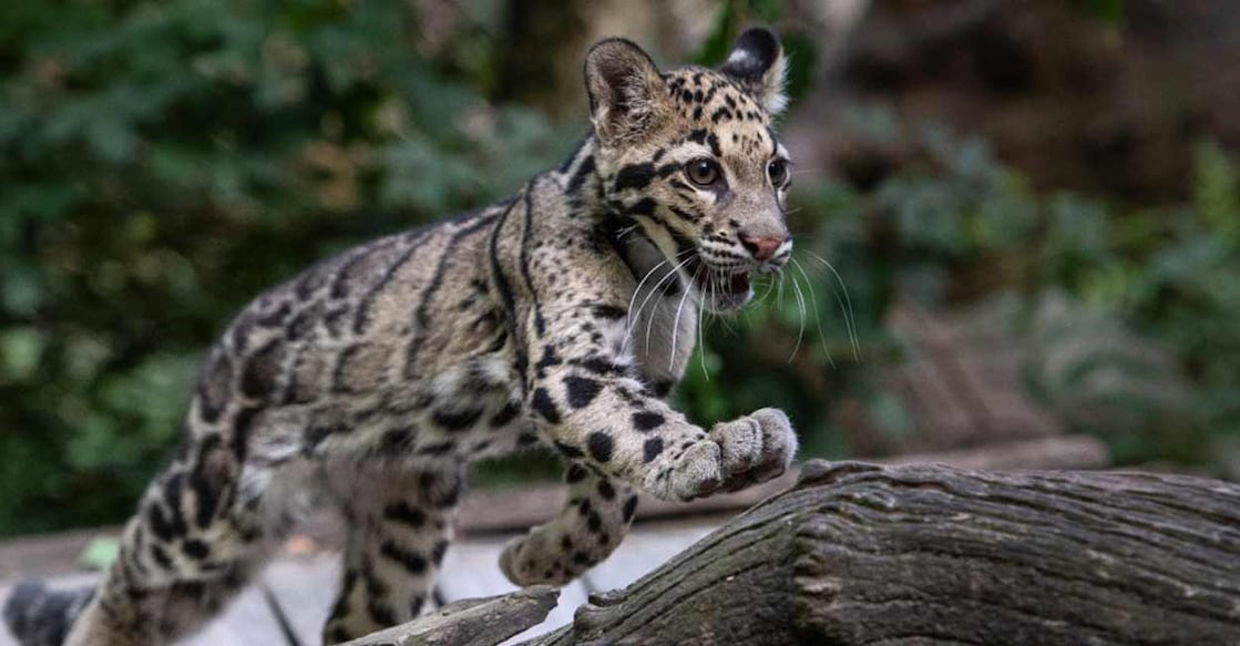 Clouded leopard is characterised by striking cloud-shaped markings. Photo: AFP