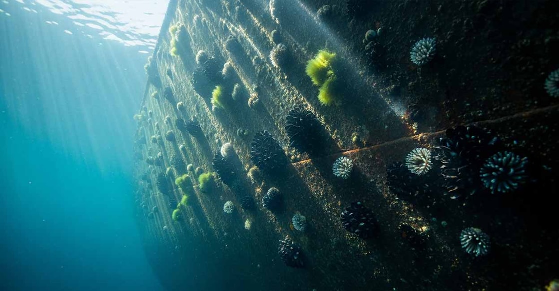 Vessels that remain stationary for extended periods face an increased risk of biofouling. Representational image: Manorama AI