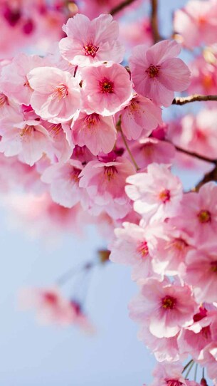 Shillong cherry blossom festival 2025: Dates, spots and more