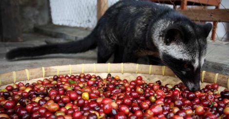 World's most expensive coffee, produced from civet cat poop, is now made in India