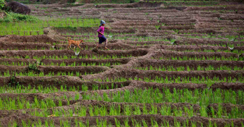Kerala ropes in Cisco to build smart farming ecosystem