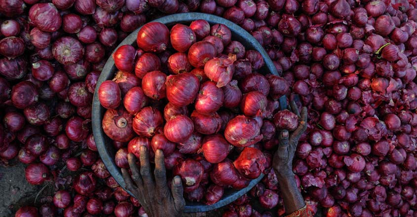 A woman sorts onions at a wholesale vegetable market, in Amritsar on Monday. Photo: PTI