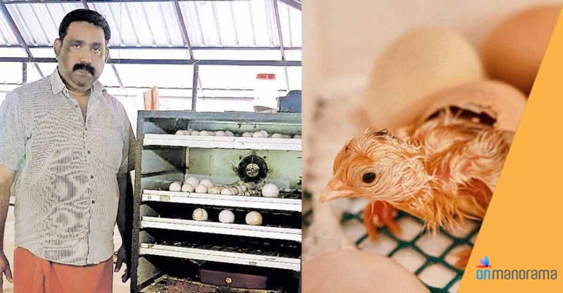 With an incubator facility, Kerala’s poultry farmers could do better