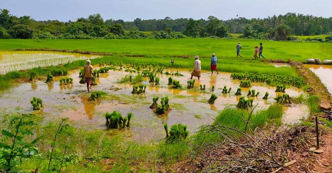 Back to farms! Lockdown and downturn spur fallow land farming in Kerala
