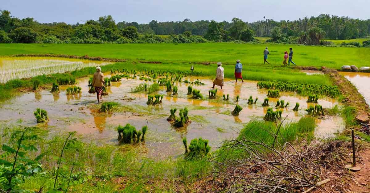 Back to farms! Lockdown and downturn spur fallow land farming in Kerala