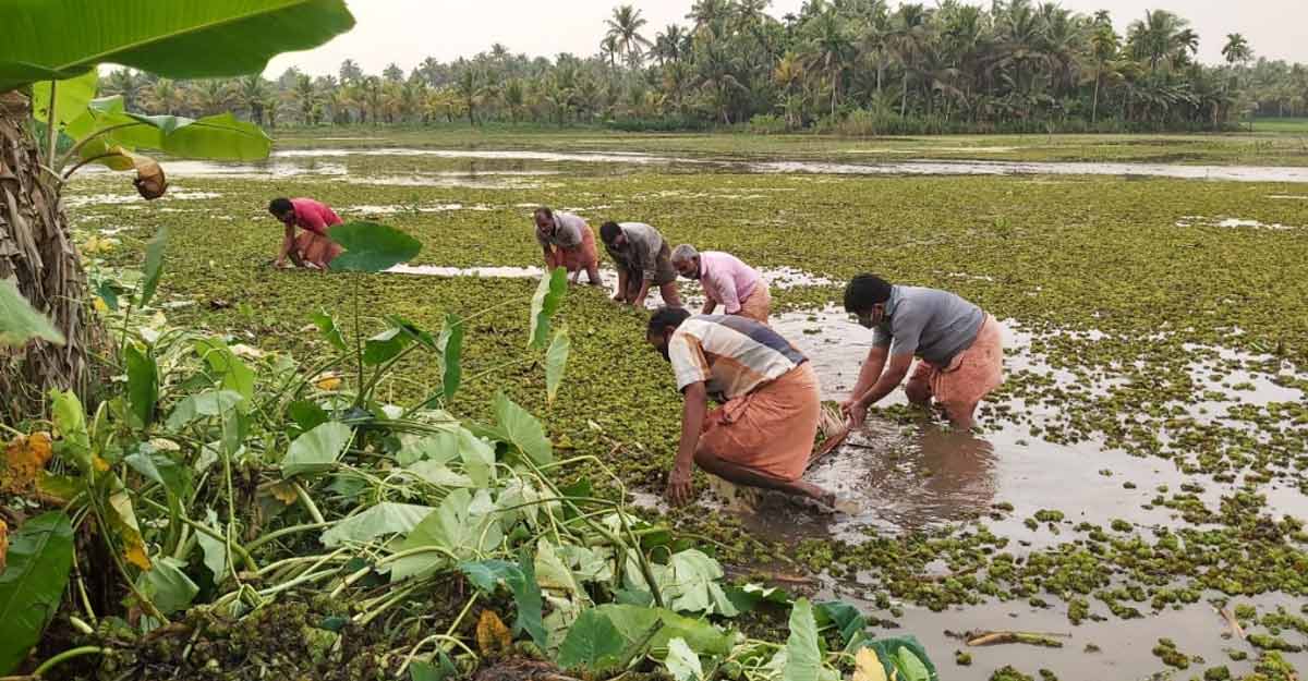 Back to farms! Lockdown and downturn spur fallow land farming in Kerala Back to farms! Lockdown and downturn spur fallow land farming in Kerala