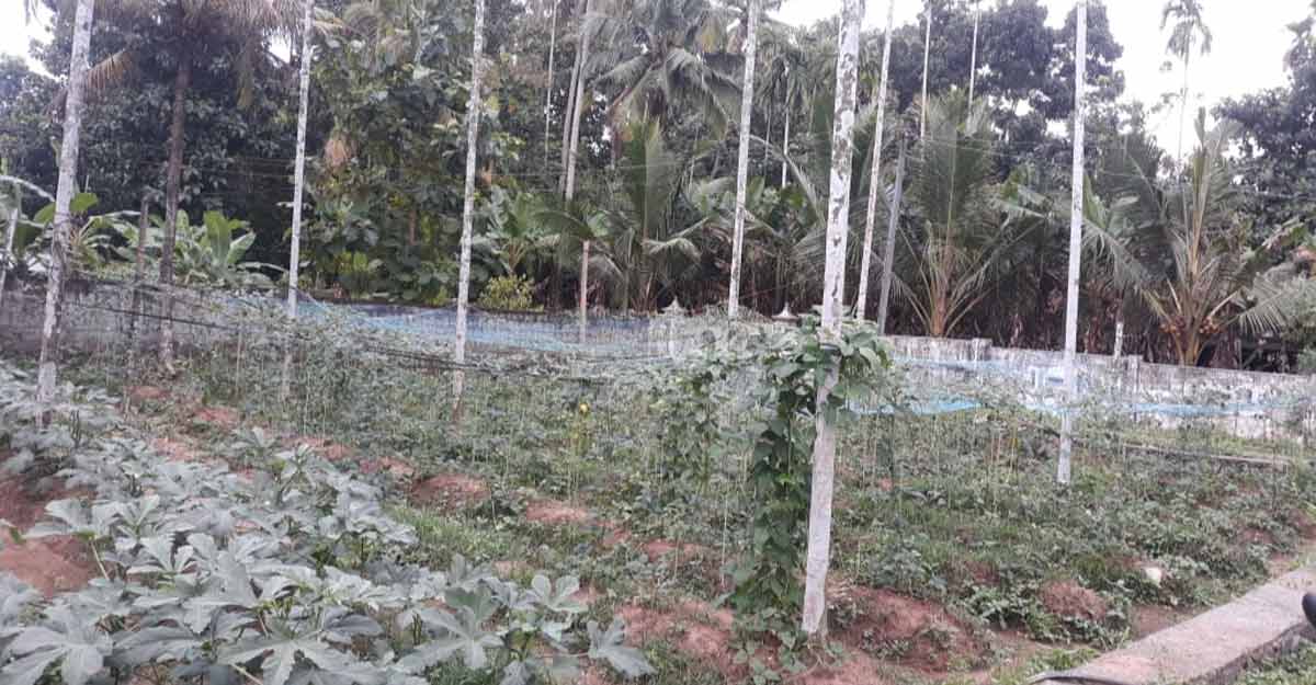 Back to farms! Lockdown and downturn spur fallow land farming in Kerala Back to farms! Lockdown and downturn spur fallow land farming in Kerala