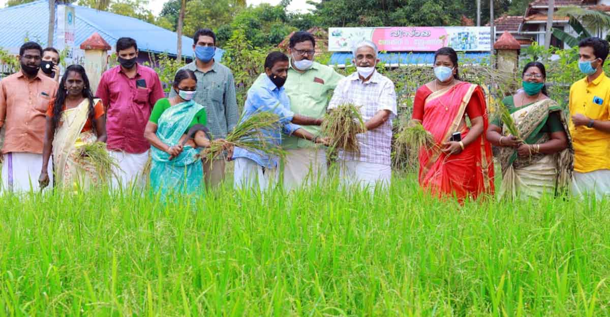 Back to farms! Lockdown and downturn spur fallow land farming in Kerala Back to farms! Lockdown and downturn spur fallow land farming in Kerala