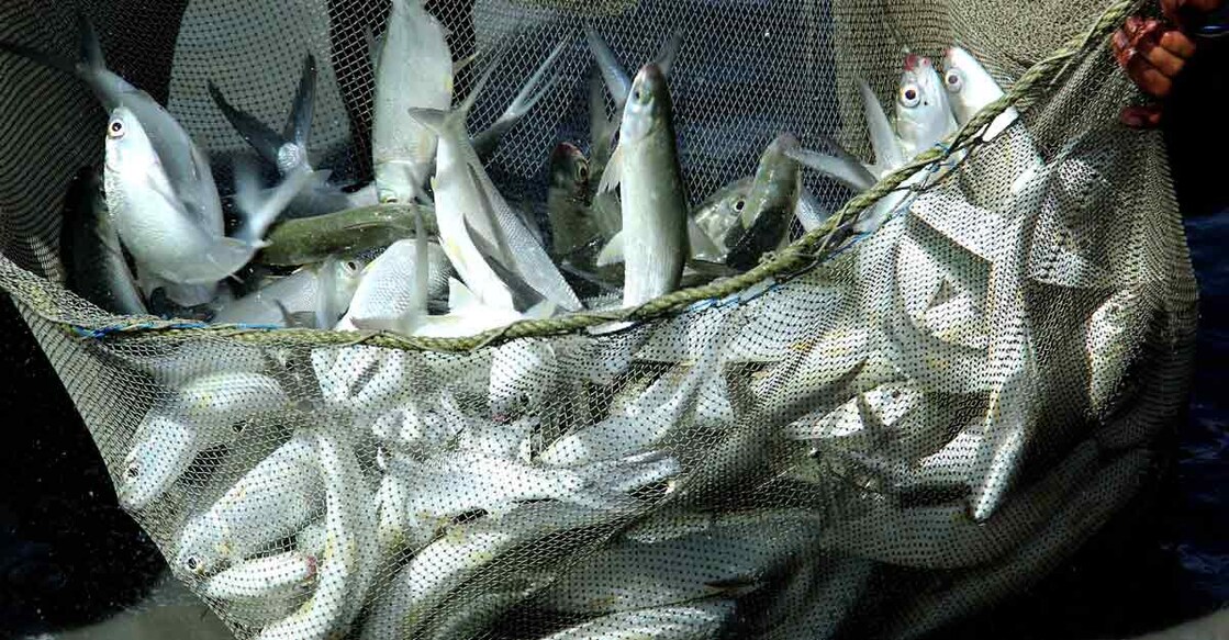 Kerala’s first multi-species fish hatchery to benefit aquaculture farmers