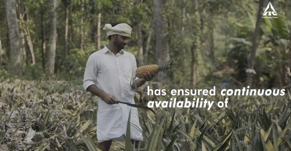 Vazhakulam pineapple gets due place in ITC's video-tribute to farmers