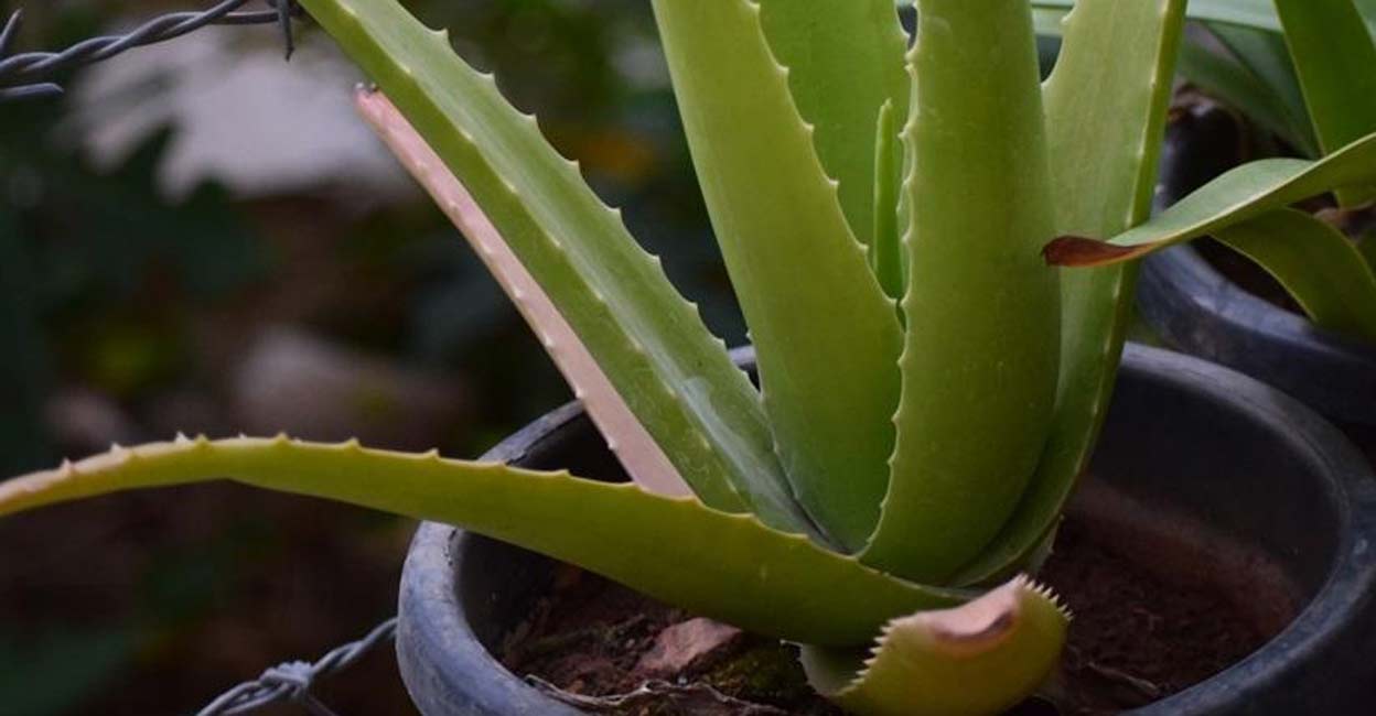 Image used for representational purpose. Photo: IANS